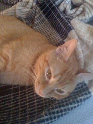 Royal Canin Veterinary Diet Feline Ultamino Dry Cat Food Petflow