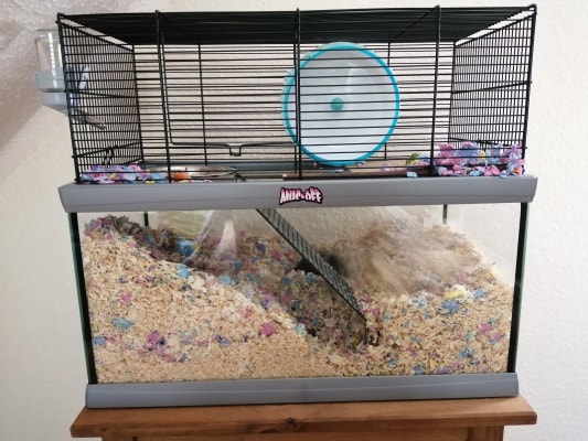 glass gerbil cage