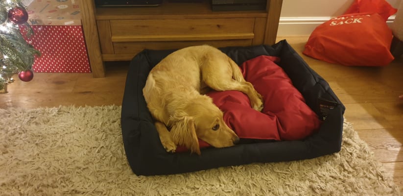 Ruffer And Tuffer Dog Bed 2024 levitan