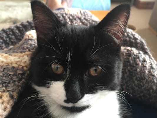 clumping cat litter pets at home