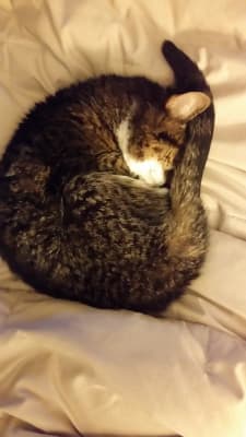 Cisapride For Cats Compounded Suspension For Constipation Pcab