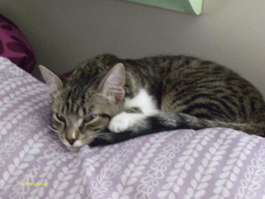 Meow Mix Original Choice Dry Cat Food 18 5 Lbs Bjs Wholesale Club