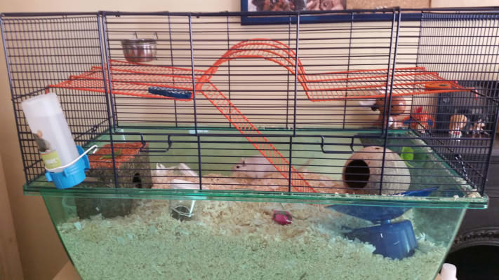 pets at home gerbil cage