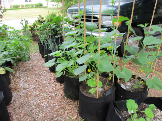 Bamboo Poles Bamboo Stakes Bamboo Sticks Free Shipping
