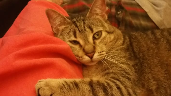 Cisapride For Cats Compounded Suspension For Constipation Pcab