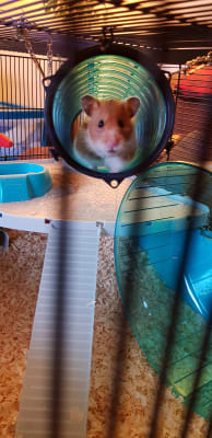 syrian hamster cages pets at home