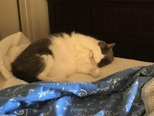 Iams Proactive Health Adult Dry Cat Food Bjs Wholesale Club