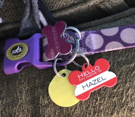 shutterfly pet tags