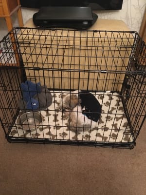 Pets At Home Single Door Dog Crate Black Small Pets At Home Have you ever wondered how your pup is doing, left at home all alone. pets at home single door dog crate