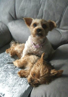 seraquin tablets for dogs 2g x 60