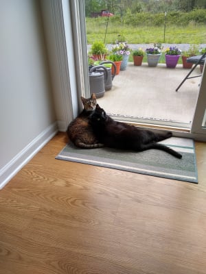 Revolution Plus For Cats Kills Fleas Heartworm Preventative