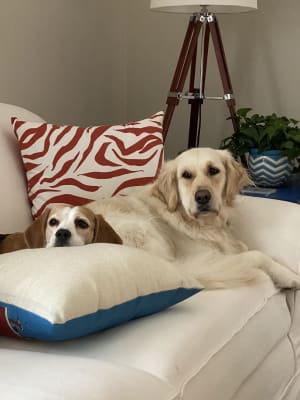 Bissell Cleanview Swivel Pet Upright Bagless Vacuum Cleaner Green 2252 Belt Cleanview Swivel Pet Vacuum 2316 Bissell Vacuum Cleaners