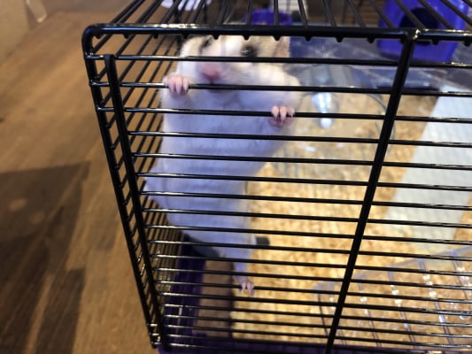 dwarf hamster cages pets at home