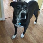 Diamond Naturals Chicken Rice Formula All Life Stages Dry Dog Food Petflow