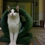 hill s prescription diet i d feline