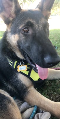 shutterfly free dog tag