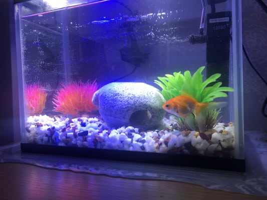 pets at home fish filter