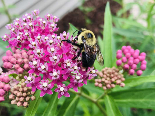 Soulmate Butterfly Flower Spring Hill Nurseries