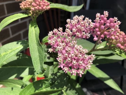 Soulmate Swamp Milkweed Breck S