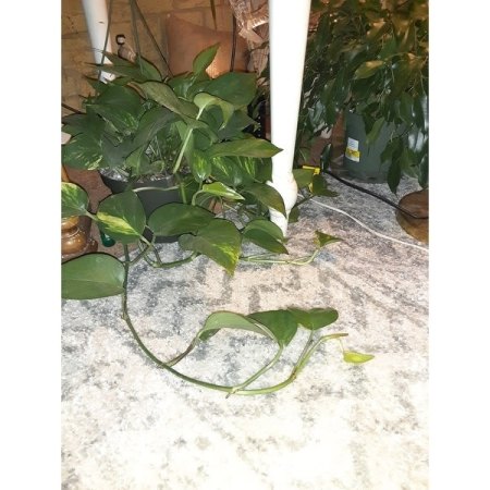 Customer image 350
