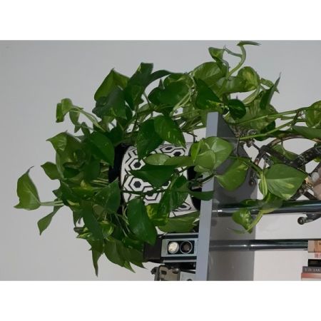 Customer image 42