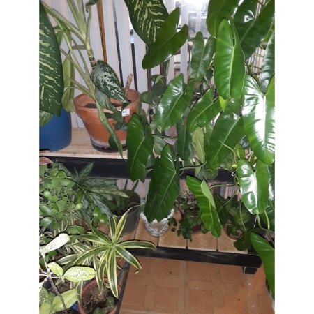 Customer image 79