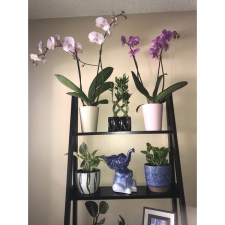 Customer image 97