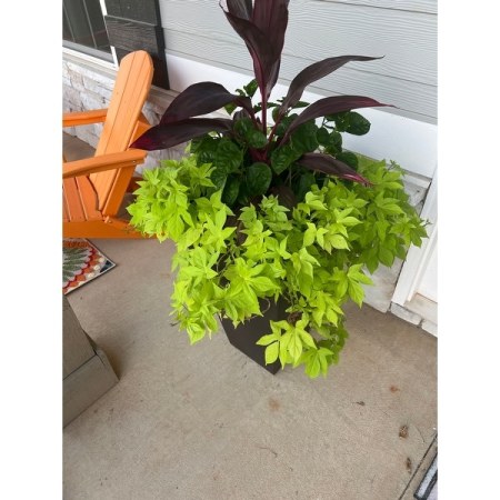 Customer image 12