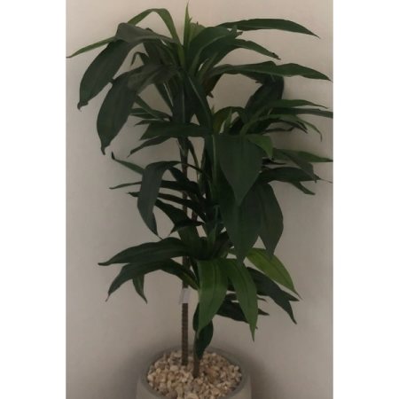 Customer image 50