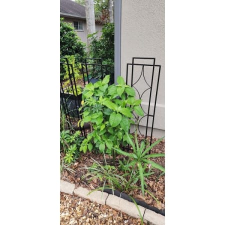 Customer image 1
