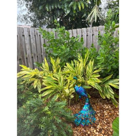 Customer image 1