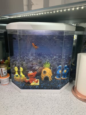 25 litre fish tank