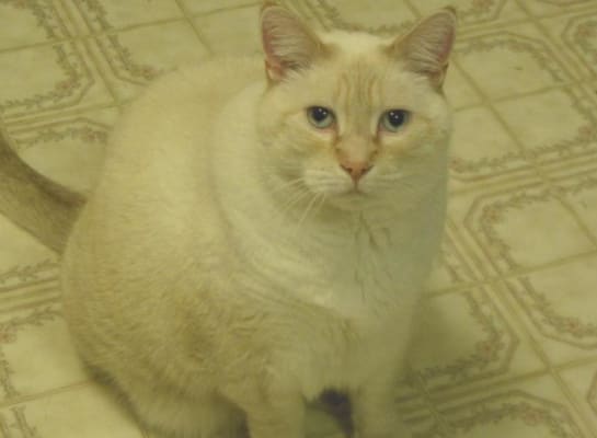 Royal Canin Veterinary Diet Feline Selected Protein Adult Pd