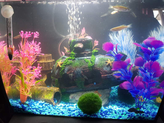 fluval flex glass aquarium 34 litre