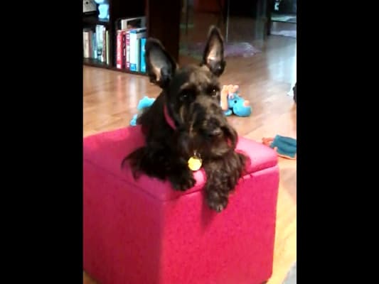 Metronidazole Antibiotic Antiprotazoal For Dogs And Cats