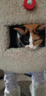 Royal Canin Veterinary Diet Feline Renal Support E Canned Cat Food