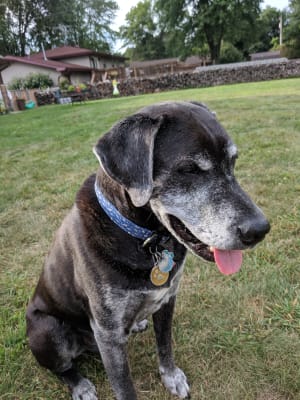 Glycoflex 2 Bite Sized Chews For Dogs By Vetriscience
