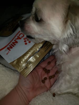 Royal Canin Breed Health Nutrition Adult Maltese Dry Dog Food Petflow