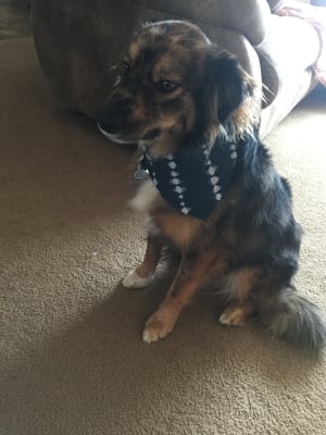 pet bandana shutterfly