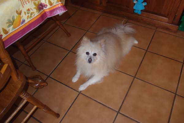 Cough Tablets For Dogs And Cats Relief From Cough Vetrxdirect