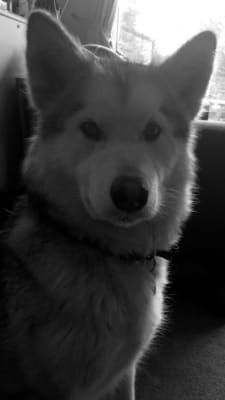 pooch and mutt pets at home