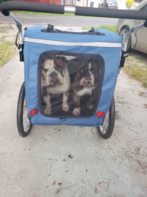 dog trailer stroller combo