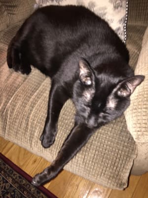 Fortiflora For Cats Feline Probiotic For Cats With Diarrhea