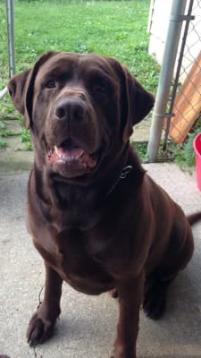 gentizol ointment for dogs