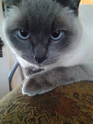 Hill S Prescription Diet K D Kidney Care With Vegetable Tuna Stew Canned Cat Food Petflow