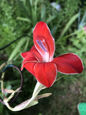 Hardy Gladiolus Mix Shop Flowers Michigan Bulb