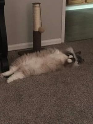 Instinct Original Kitten Grain Free Recipe With Real Chicken