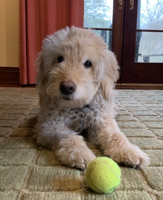 carprovet 100mg for dogs