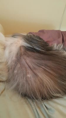 Hill S Prescription Diet Derm Defense Canine Dry