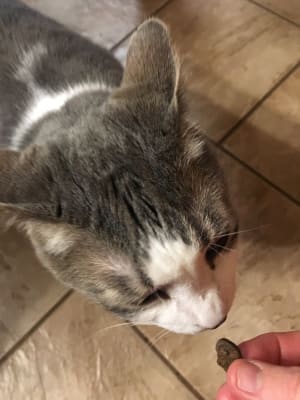 Nu Cat Multivitamin For Cats By Vetriscience Laboratories